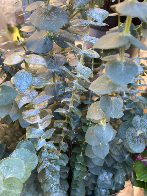 Greenery Boxes | Box of Eucalyptus (Baby-Blu)