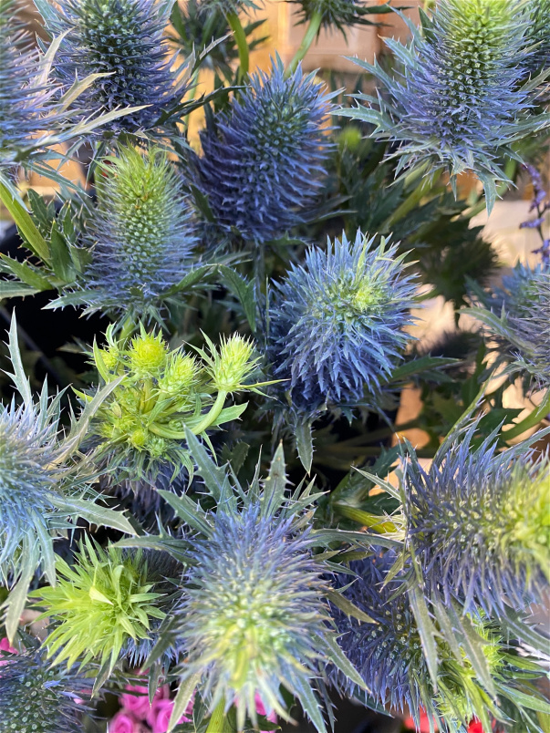 Shop By Flower Type | Box Of Sea Holly