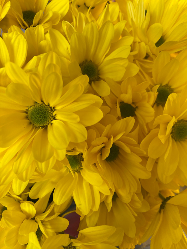 Shop By Flower Type | Box Of Chrysanthemums