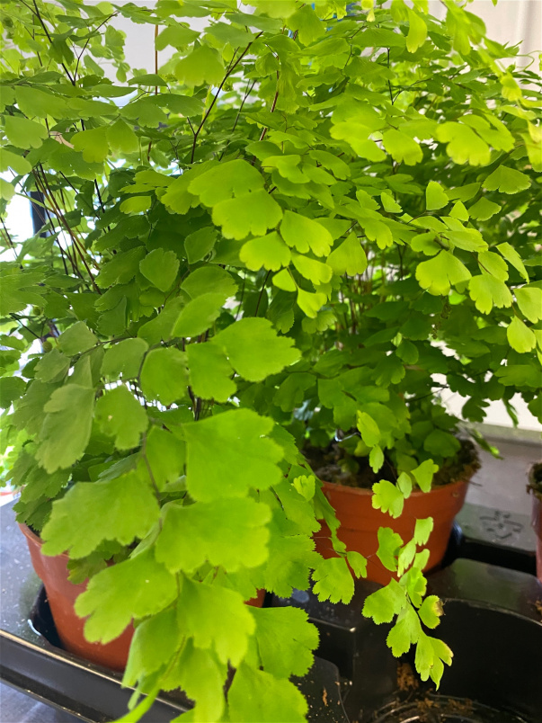 Plant Boxes | Indoor Plant Box