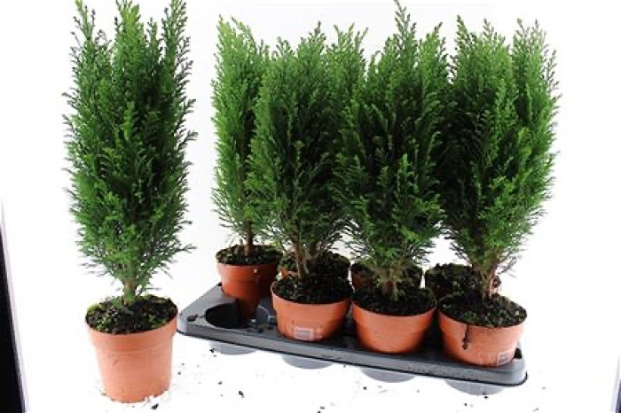 Plants | Ellwoodii plant