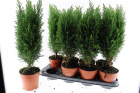 Plants | Ellwoodii plant