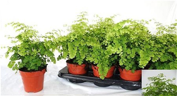 Plants | Maiden haired fern plant
