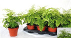 Plants | Maiden haired fern plant
