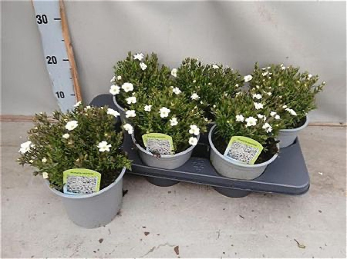 Plants | Arenaria Montana plant