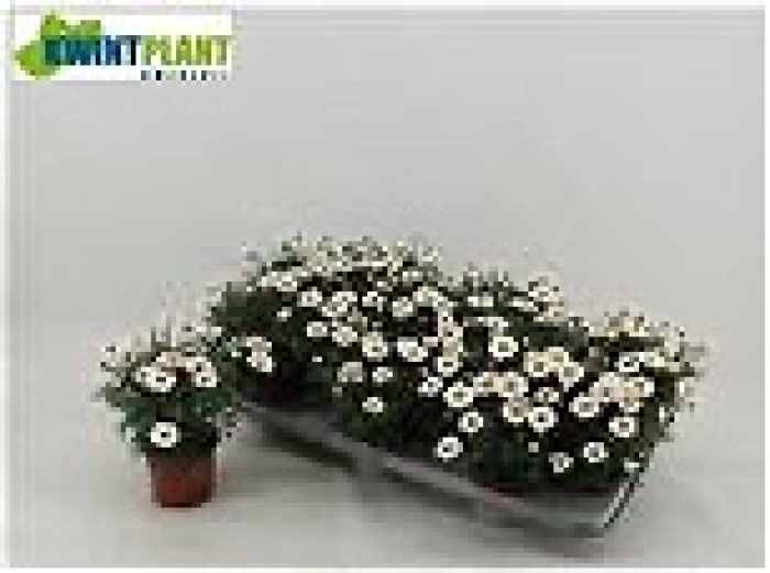 Plants | Argyranthemum frutescens plant