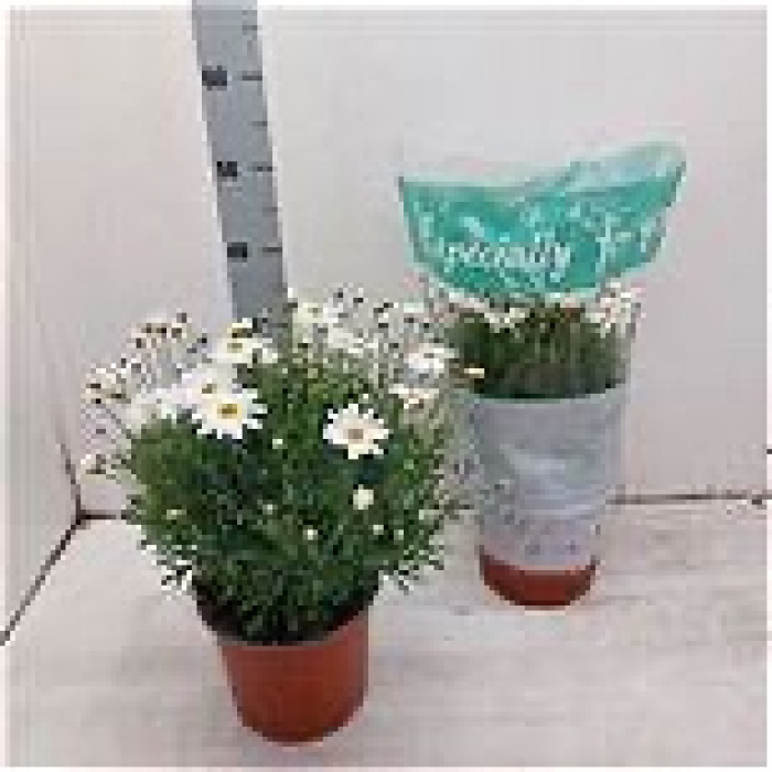 Plants | Argyranthemum frutescens plant