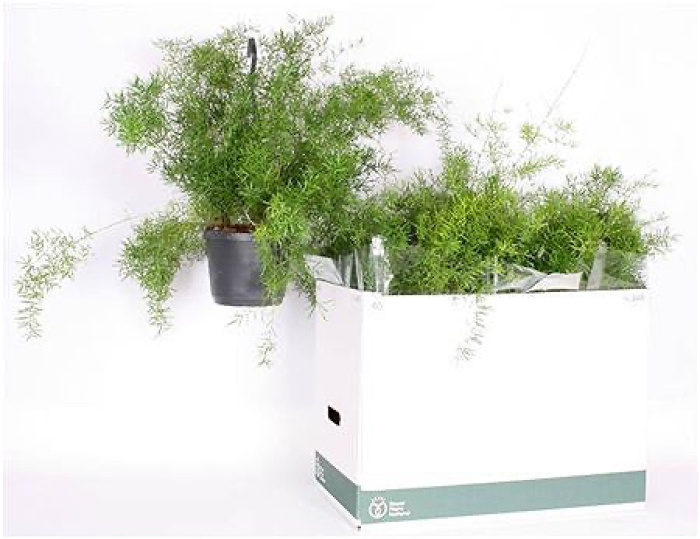 Plants | Asparagus fern Hanging