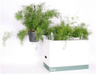 Plants | Asparagus fern Hanging