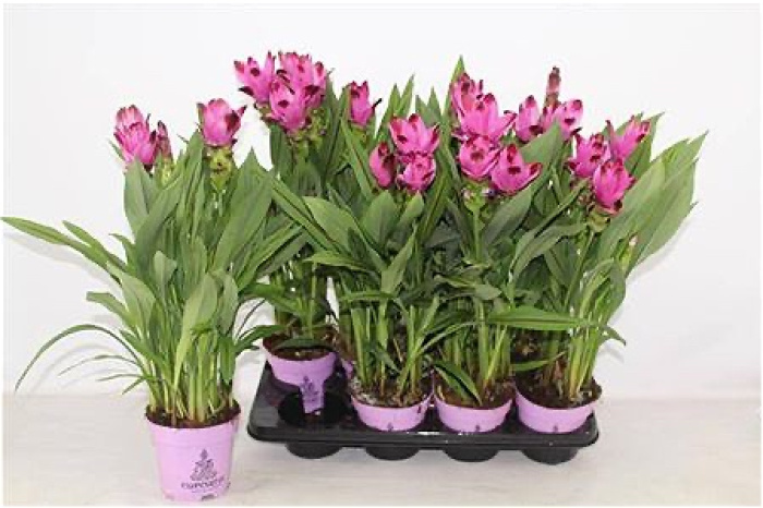 Plants | Curcuma Siam splash plant