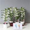 Plants | Dendrobian orchid plant