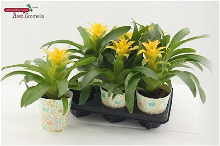 Plants | Guzmania plant