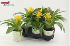 Plants | Guzmania plant