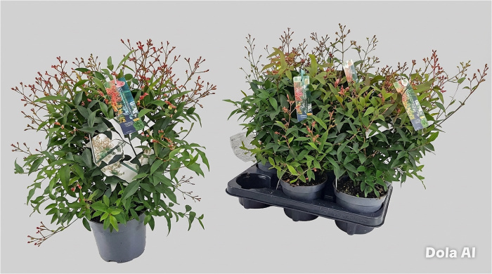 Plants | Jasmin plant
