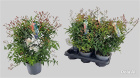 Plants | Jasmin plant