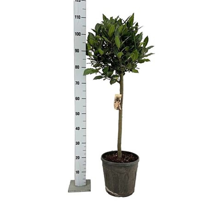 Plants | Lauras Nobilis tree