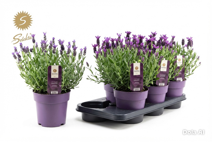Plants | Lavender plant