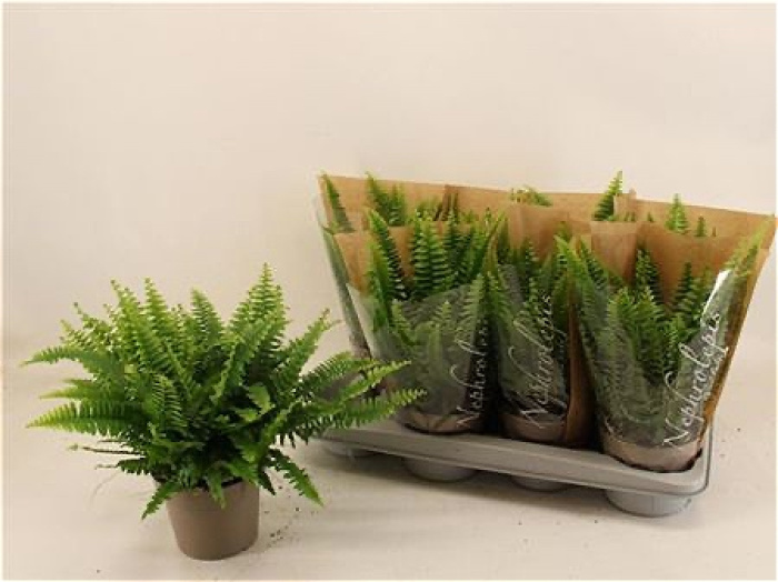 Plants | Nephr Fern plant