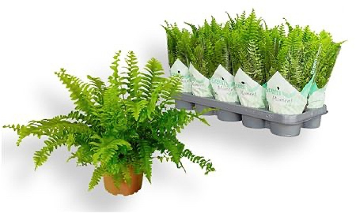 Plants | Nephr Fern plant