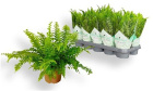 Plants | Nephr Fern plant