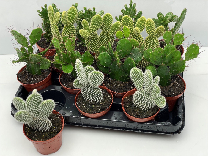 Plants | Opuntia Cacti plant