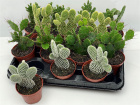 Plants | Opuntia Cacti plant