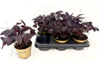 Plants | Oxalis plant