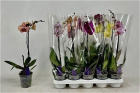 Plants | Phalanopsis orchids plant