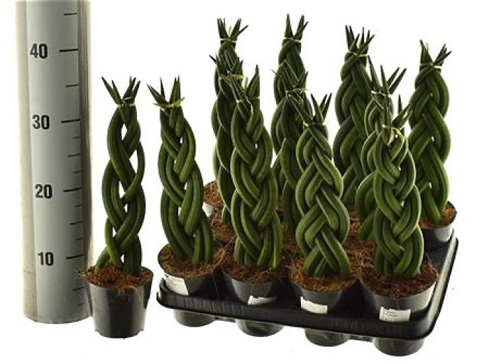 Plants | Sansev Cylindrica plant