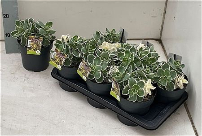 Plants | Sedum plant