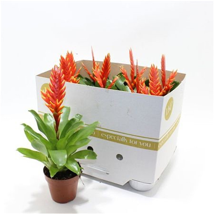 Plants | Vriesea Sparkle plant