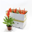 Plants | Vriesea Sparkle plant