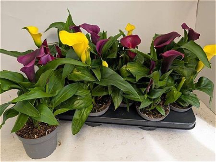 Plants | Calla plant