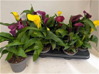 Plants | Calla plant