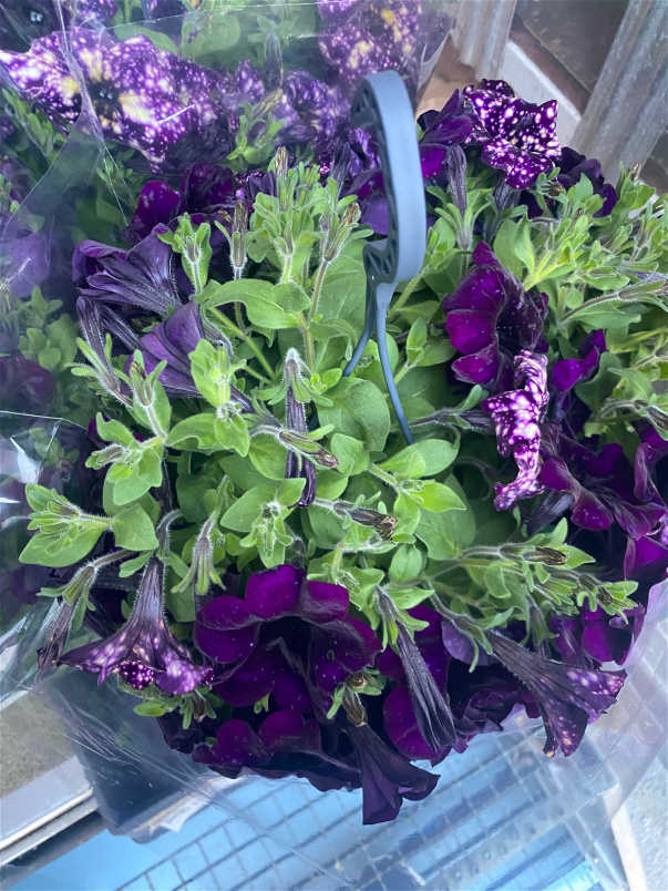 Special of the Week | Petunia Hanging Basket