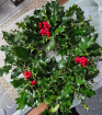 Christmas Wreaths | Holly Wreaths