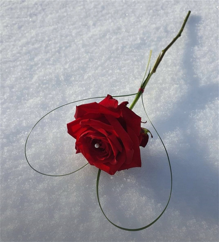 Valentine's Day | Single Roses