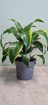 Living Plants | Dracena Dorado / Dragon Tree