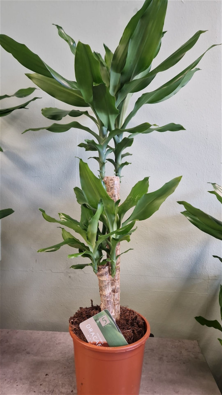 Living Plants | Dracena stedneri