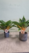 Living Plants | Chlorophytum Green Orange