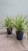 Living Plants | Chlorophytum Ocean
