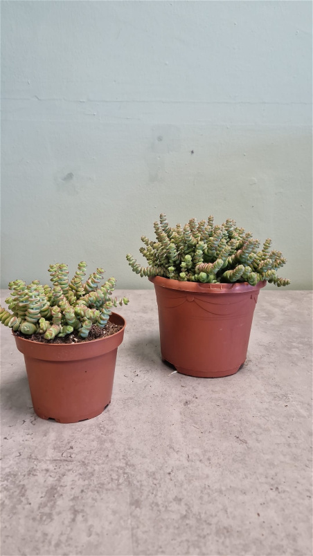 Living Plants | Crassula Marneriana