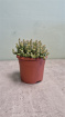 Living Plants | Crassula Marneriana