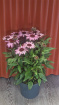 Living Plants | Enchinacea Courage