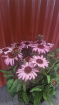 Living Plants | Enchinacea Courage