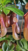 Living Plants | Monkey Traps Nepenthes Alata