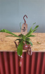 Living Plants | Monkey Traps Nepenthes Alata