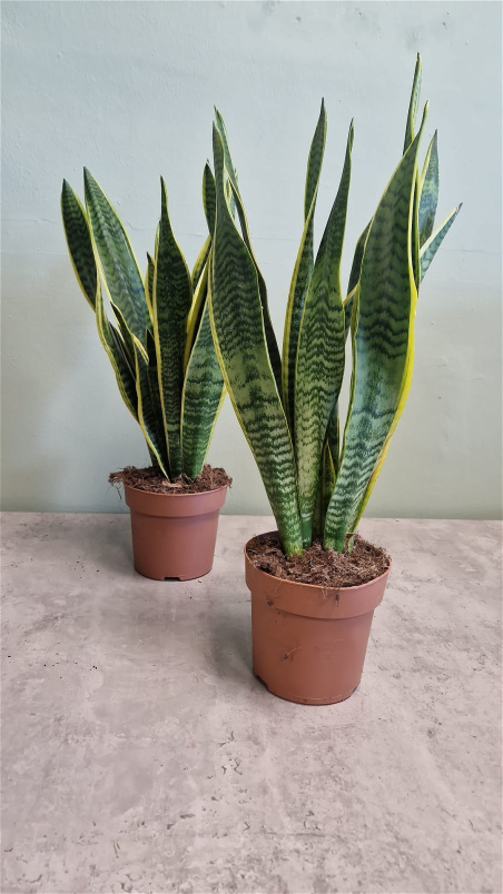 Living Plants | Sansevieria / Mother in Laws tongue