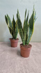 Living Plants | Sansevieria / Mother in Laws tongue