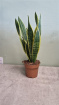 Living Plants | Sansevieria / Mother in Laws tongue